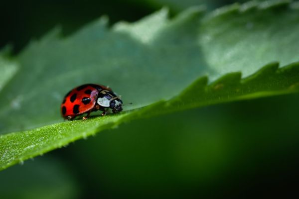 La coccinelle : alliée clé pour un jardin sain et naturel