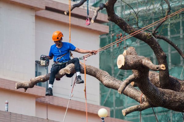 Prix d’un élagage d’arbre : cela dépend de la méthode de travail